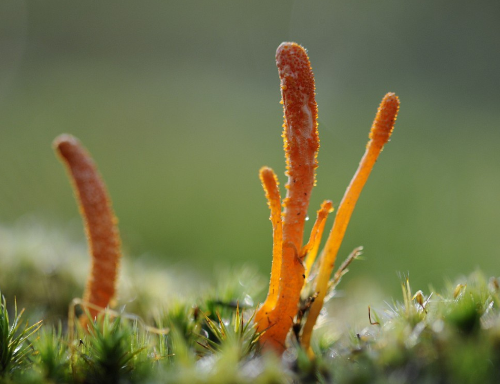 TINTURA MADRE DE CORDYCEPS