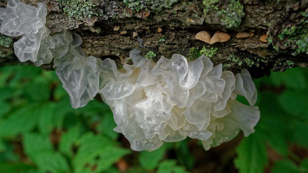 TREMELLA - PACK X 3