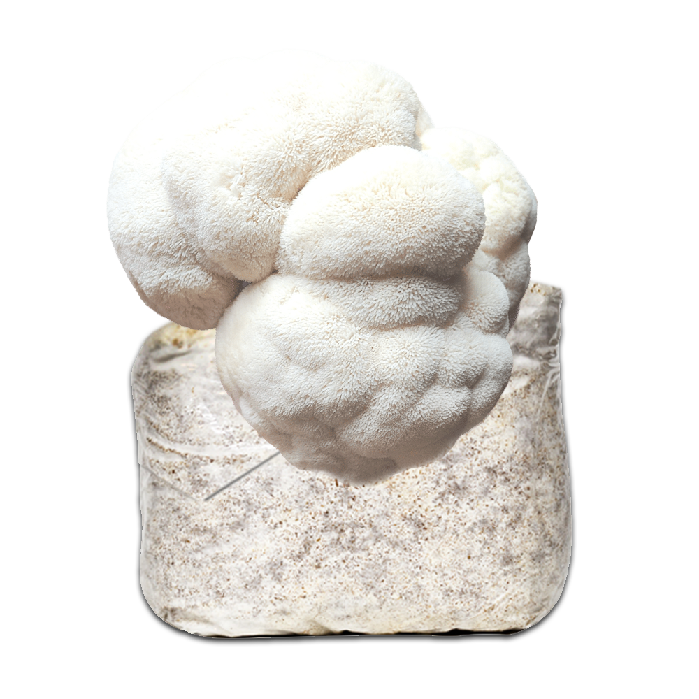 [MHER - 500GR] MICELIO MELENA DE LEÓN (GRANO SEMILLA 500 GR)