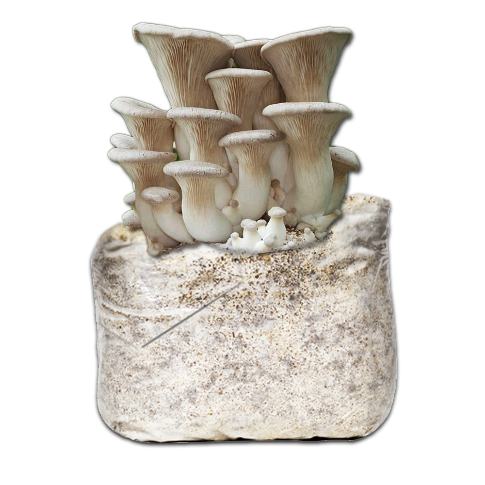 MICELIO GÍRGOLA REINA