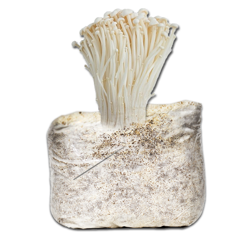 MICELIO ENOKI