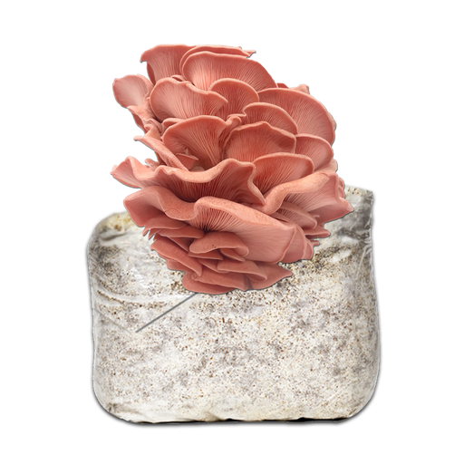 MICELIO GÍRGOLA ROSA