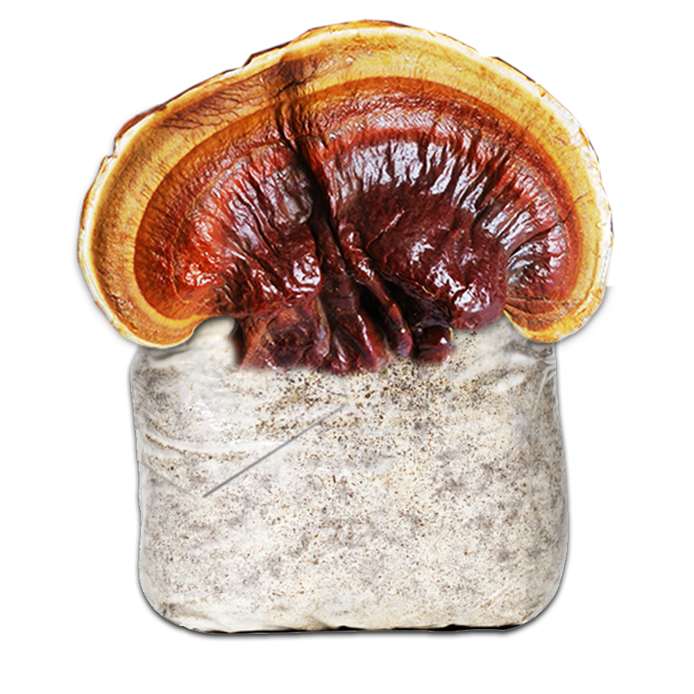 MICELIO REISHI