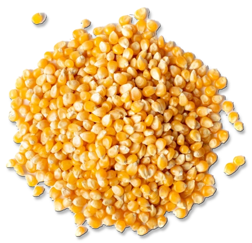 MAÍZ PISINGALLO ESTERILIZADO - 500 GR