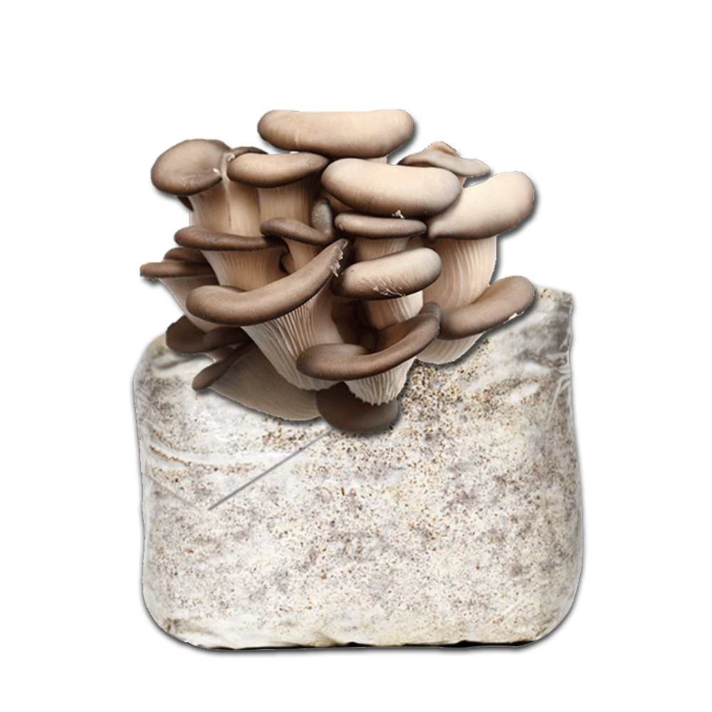 MICELIO GÍRGOLA GRIS