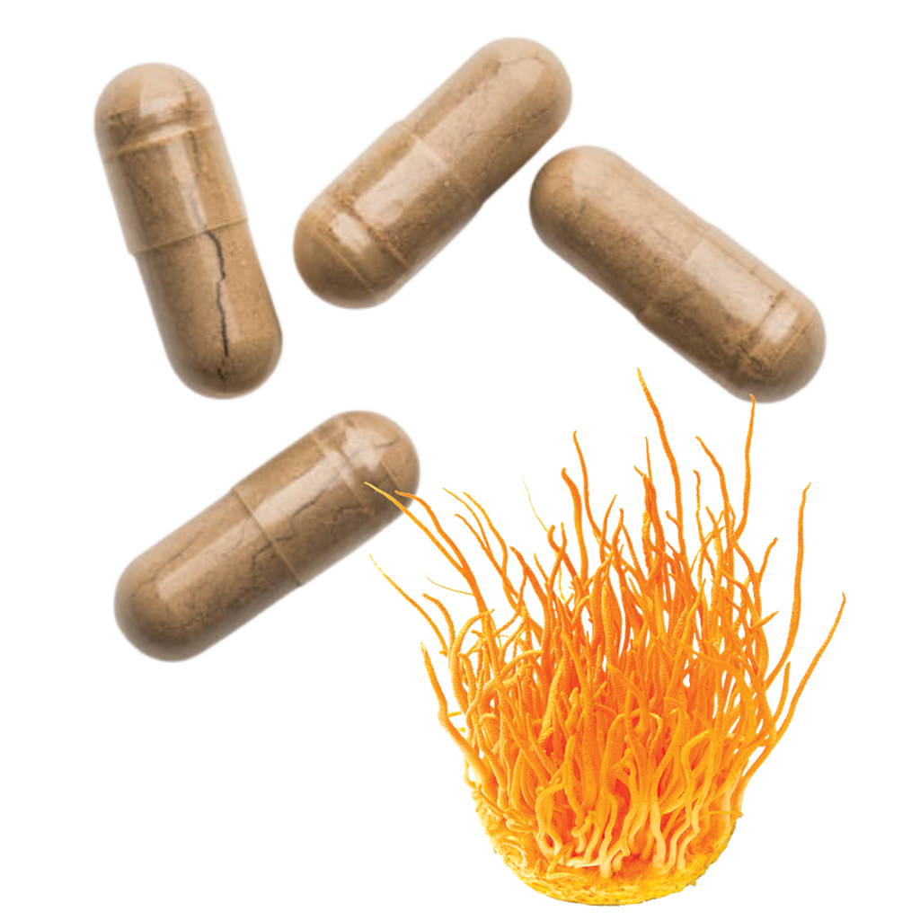 CORDYCEPS EN CÁPSULAS