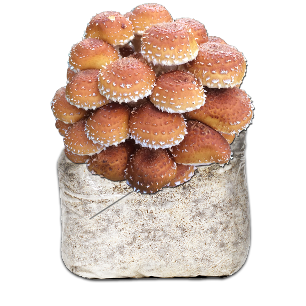 MICELIO PHOLIOTA