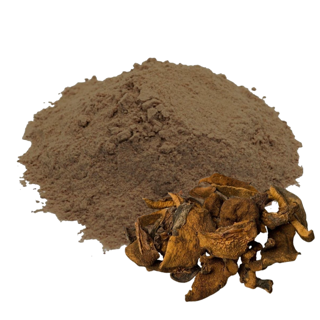 HONGO DE PINO - 1 KILO