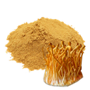 CORDYCEPS - 100 GR (MOLIDO)