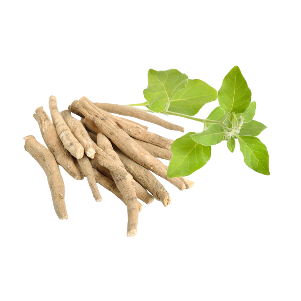 ASHWAGANDA - 1000 GR (MOLIDA)