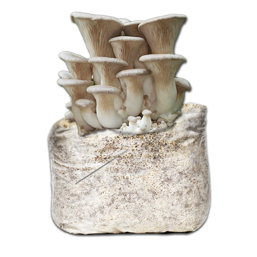 MICELIO GÍRGOLA REINA