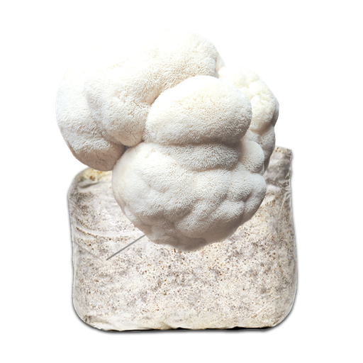 [MHE] MICELIO MELENA DE LEÓN