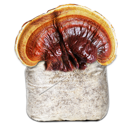 [MGL] MICELIO REISHI