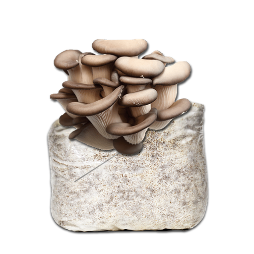 MICELIO GÍRGOLA GRIS