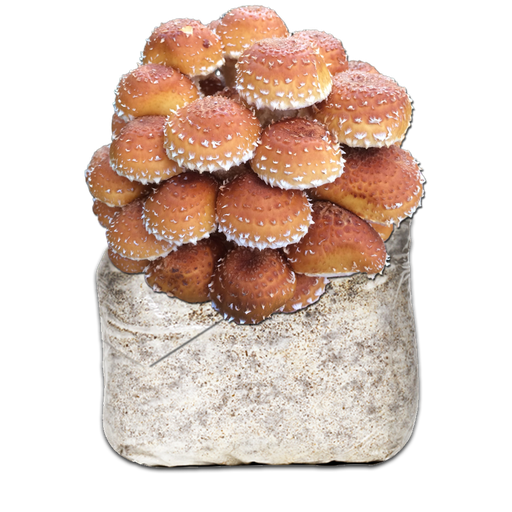 MICELIO PHOLIOTA